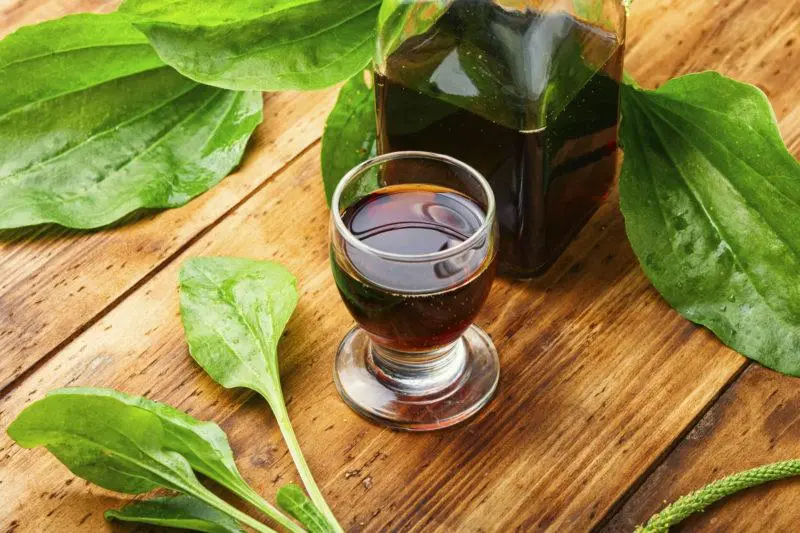 Alcohol tinctures 44 best recipes from everything in the world