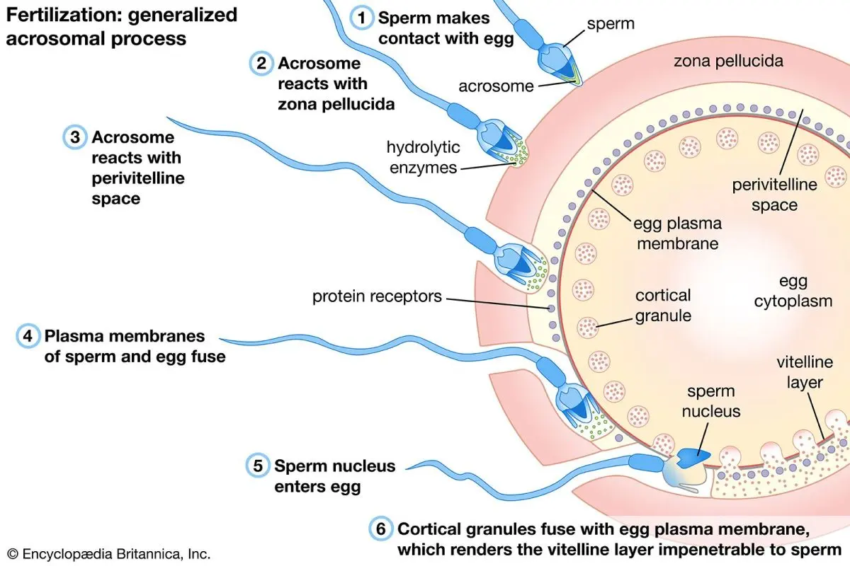 All about fertilization