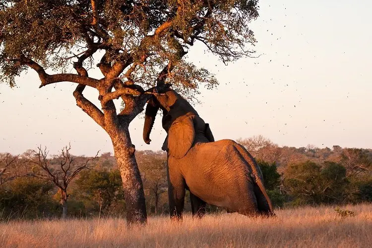 Amarula – South African competitor of Baileys
