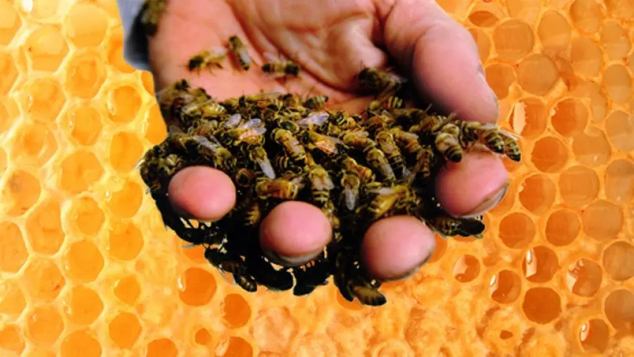 Apitherapy for every day