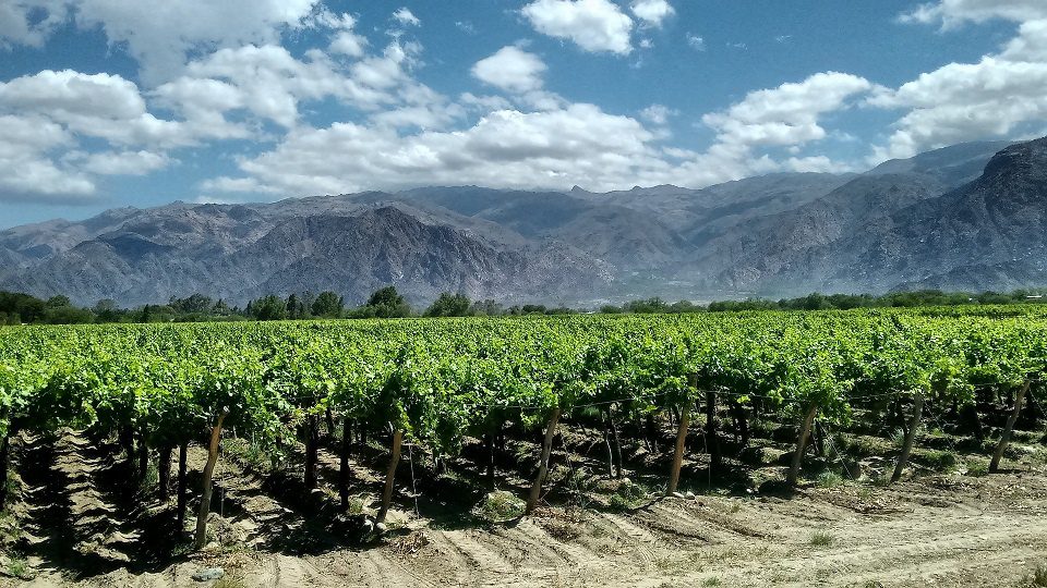 Argentine wines: characteristics of varieties and regions of production