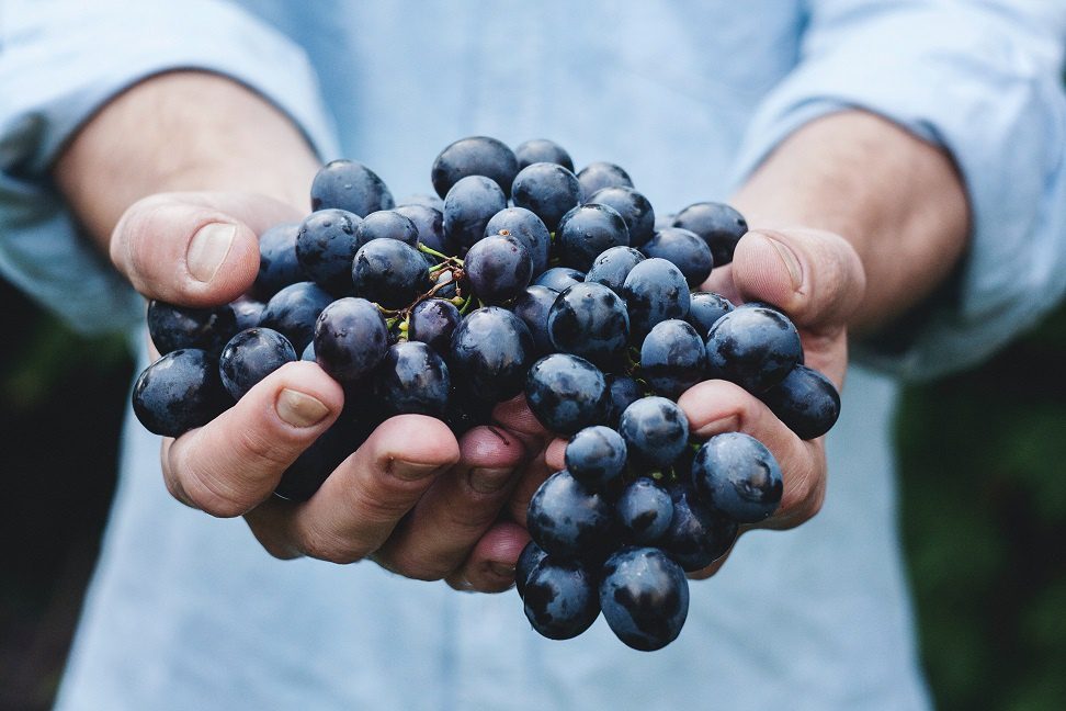 Argentine wines: characteristics of varieties and regions of production