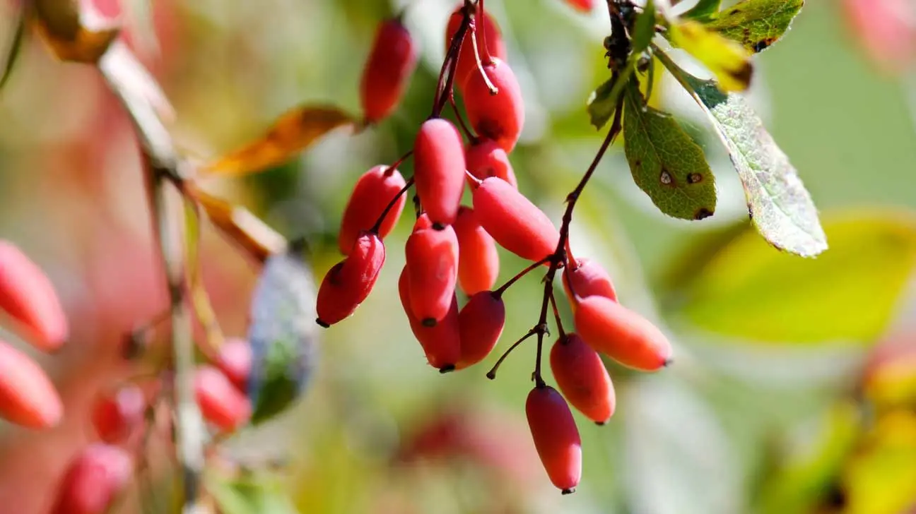 Barberries for adult men: how I insisted moonshine on lollipops