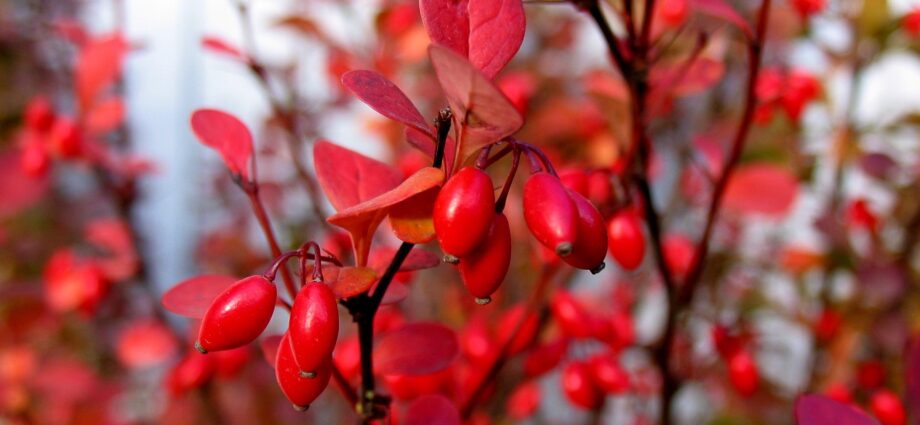 barberry wine recipe