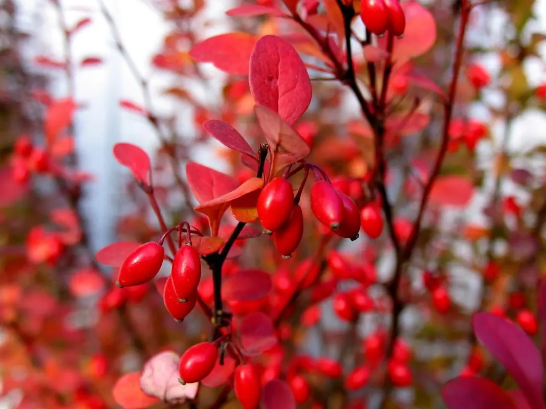 barberry wine recipe