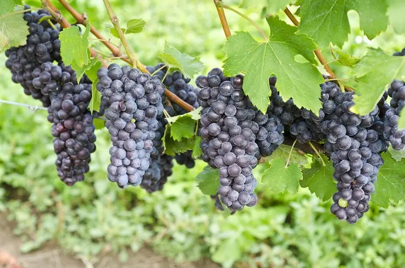 Barolo (Barolo) – the great Italian wine from Piedmont