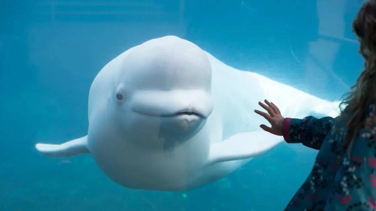 Beluga