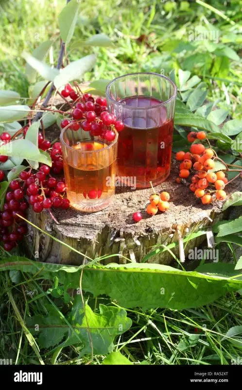 Bird cherry tinctures on vodka, alcohol and moonshine &#8211; 4 recipes