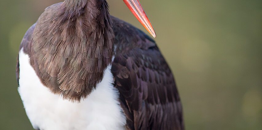 Black stork (&#8220;Black Stork&#8221;)