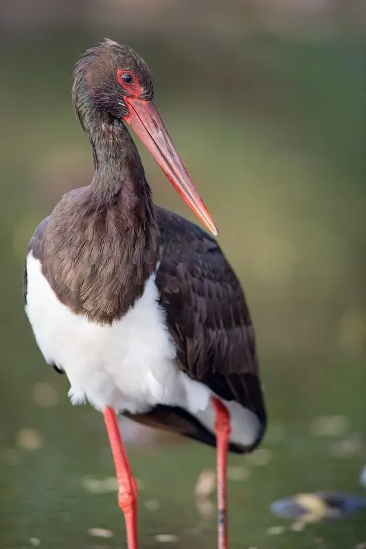 Black stork (&#8220;Black Stork&#8221;)