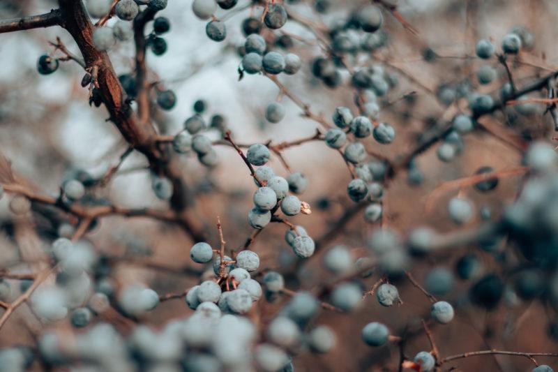 Blackthorn wine at home according to the technology of winemakers