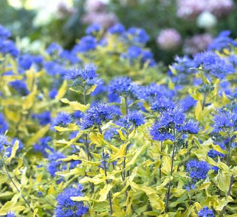 Bluebeard (&#8220;La Barbe Bleue&#8221;)