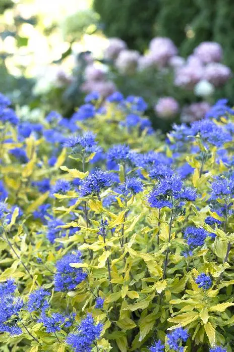 Bluebeard (&#8220;La Barbe Bleue&#8221;)