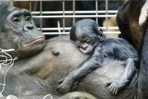 Bonobos communicate like human babies