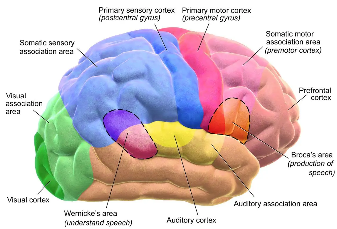 Brain integration is the task of a responsible parent