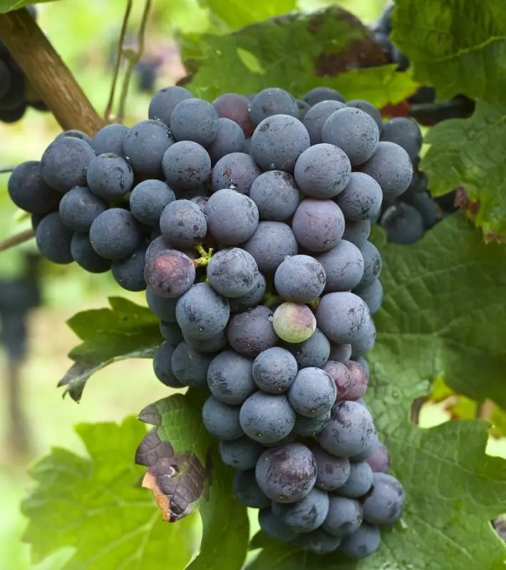 Cabernet Franc &#8211; spicy red wine