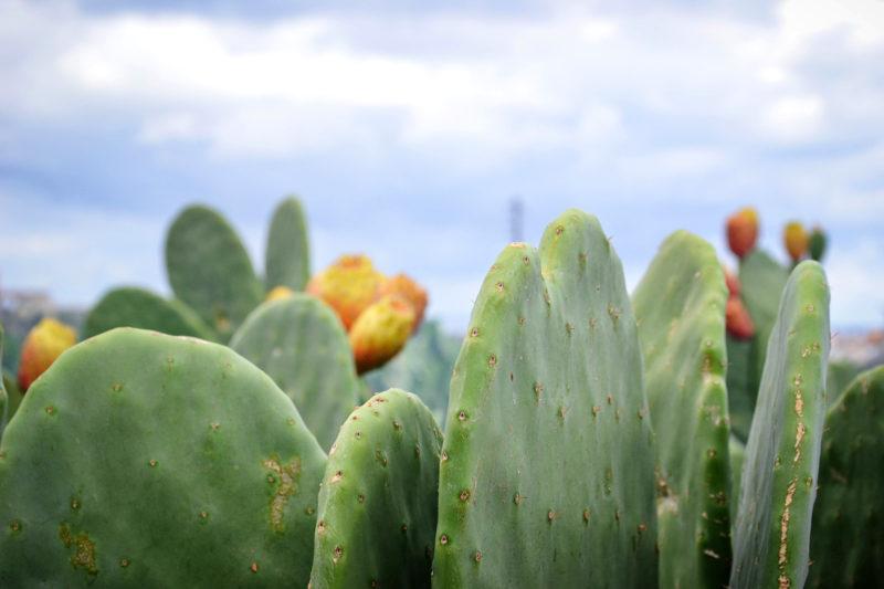 Cactus tincture recipes, Maltese Baitra and tequila