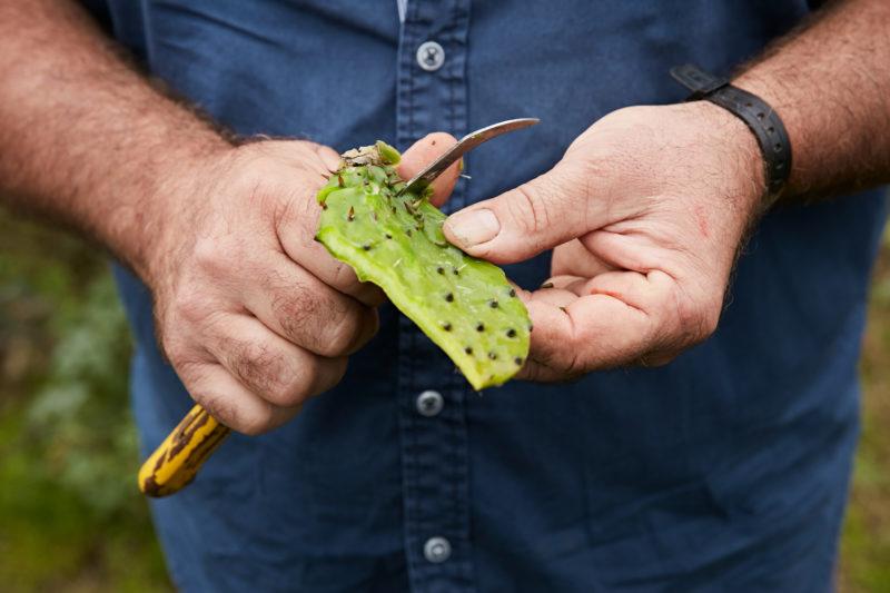 Cactus tincture recipes, Maltese Baitra and tequila