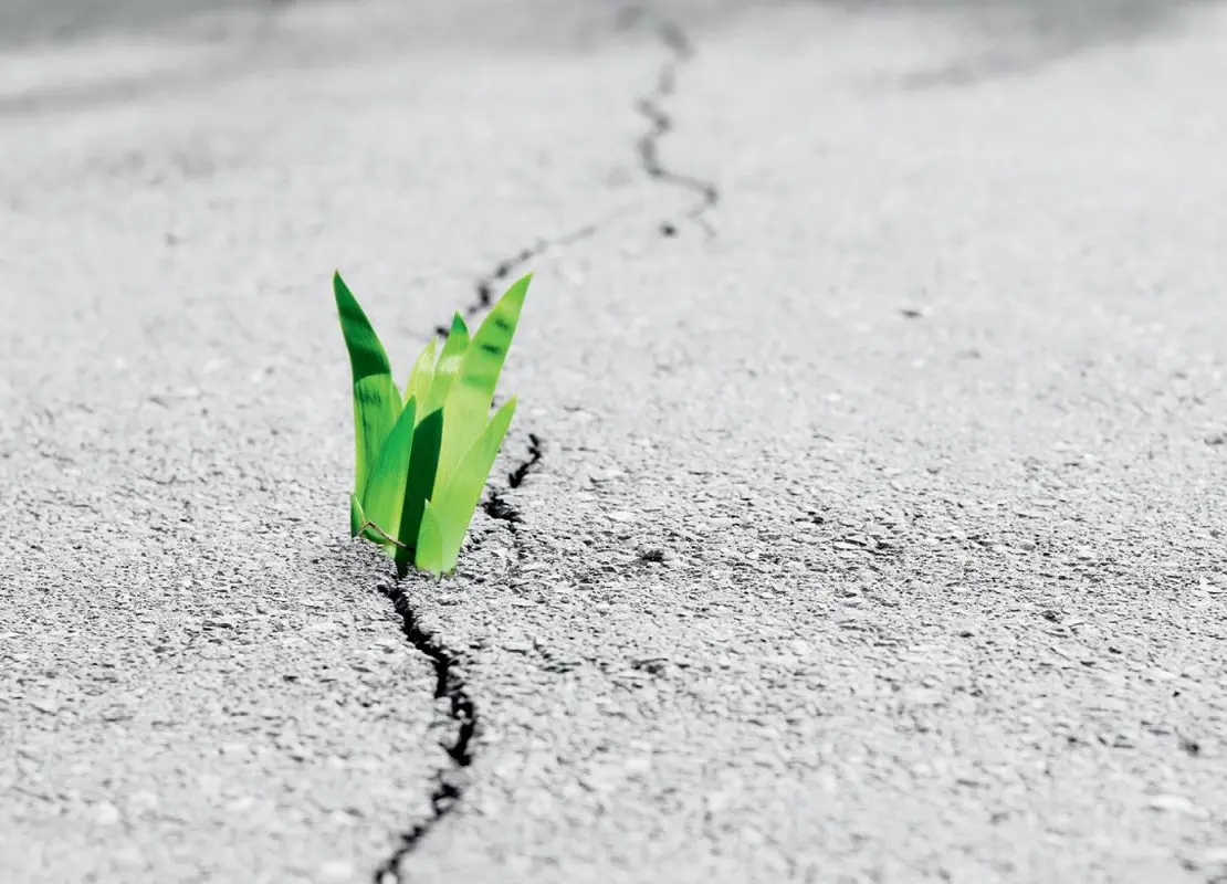 Can resilience be nurtured?