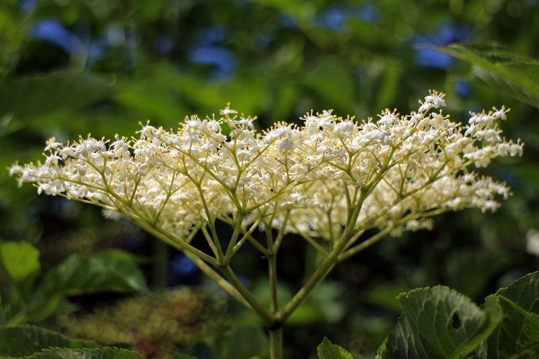 Carbonated kvass from elderberry flowers