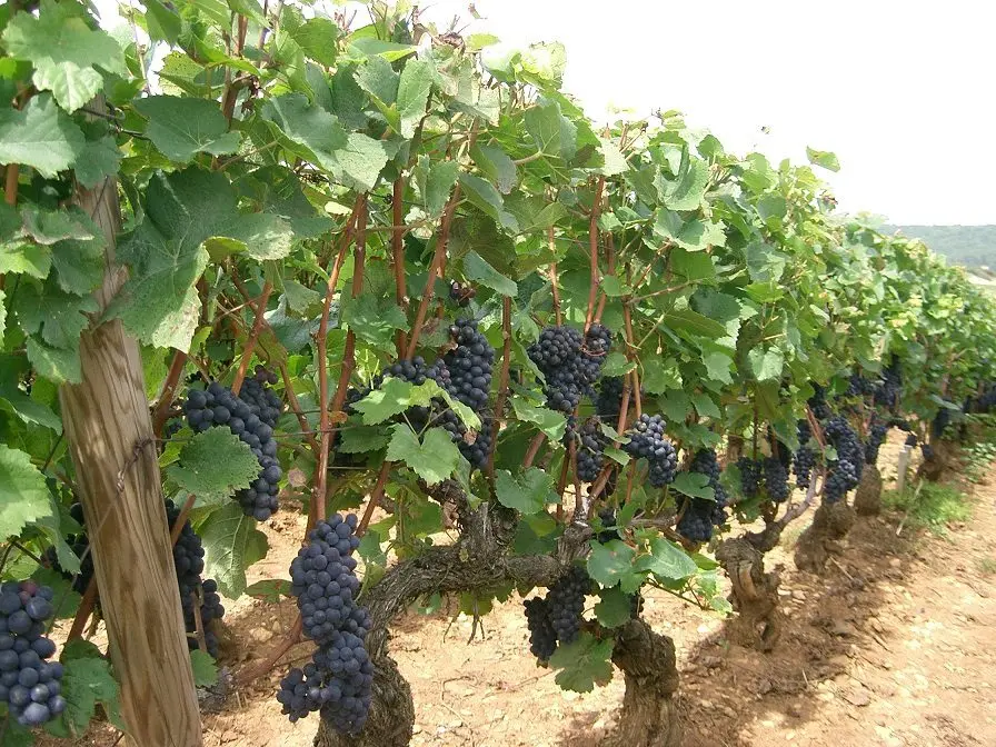 Chambertin (Napoleon&#8217;s favorite red wine)