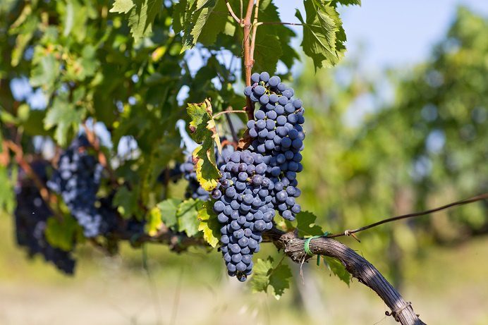 Characteristics of Brunello di Montalcino