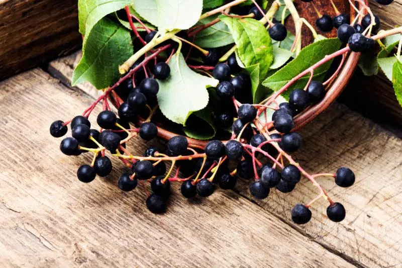 Chokeberry tincture with vodka, alcohol and moonshine