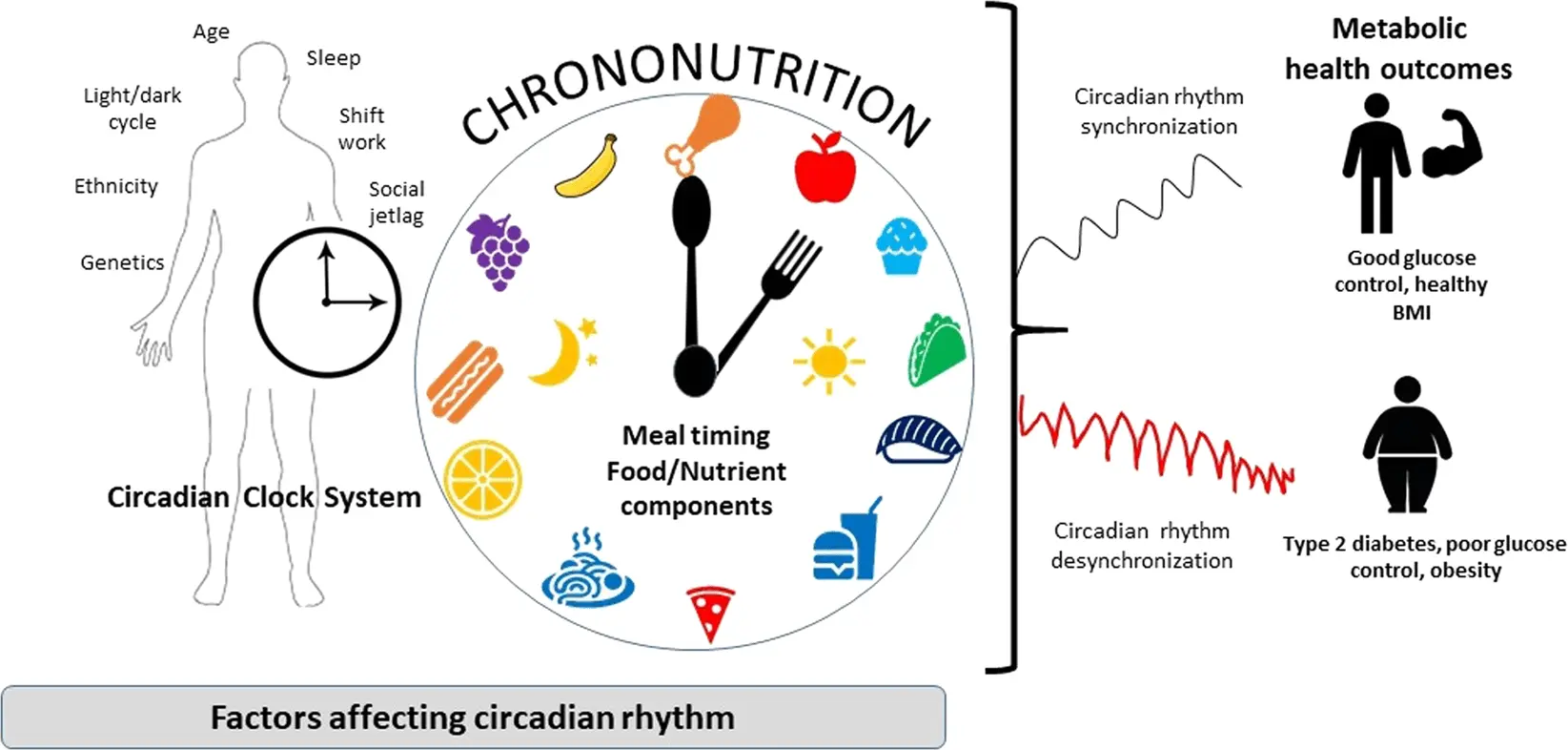 Chronobiological diet: how to eat with biorhythms