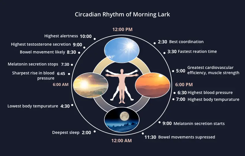 Circadian Rhythms: When is the best time to get up, eat, work and exercise?