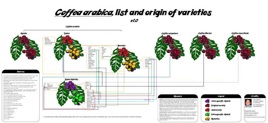 Coffee: history, types, features of production