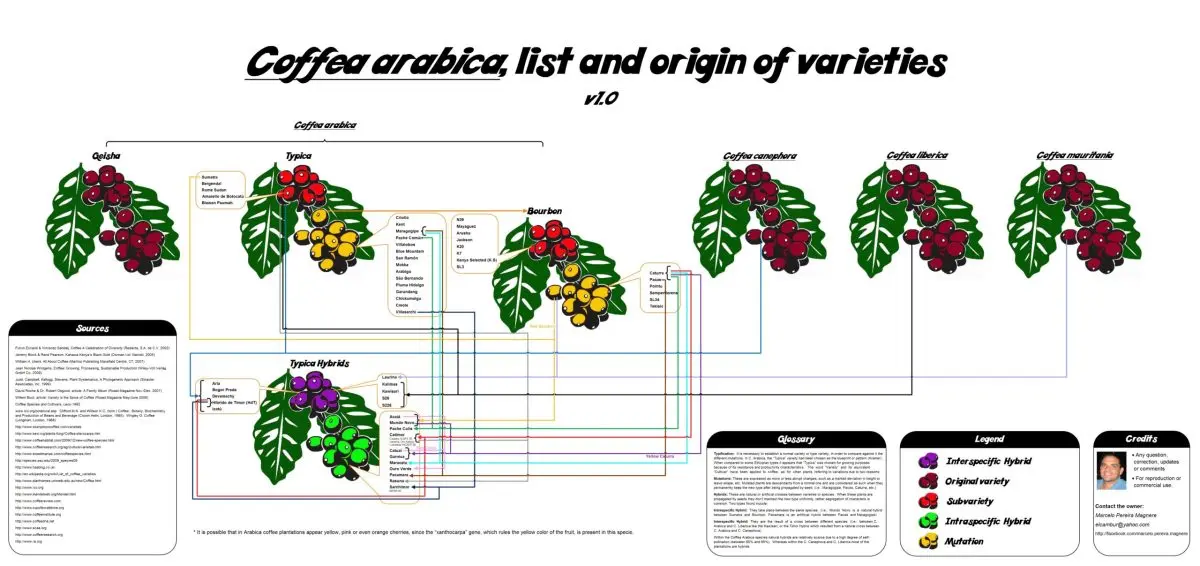 Coffee: history, types, features of production