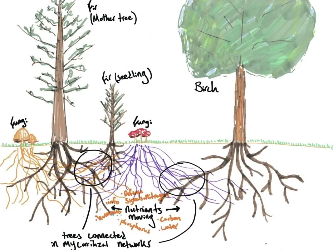 Communicating with Trees: A Practice for the 5 Senses