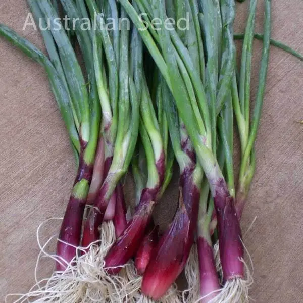 Crimson onion