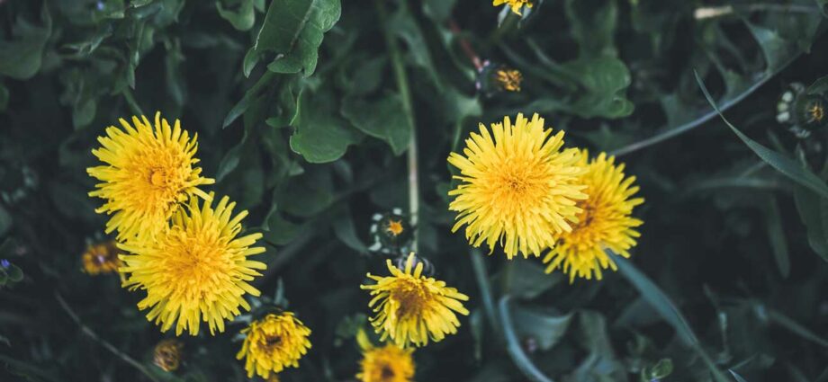 Dandelion herbal remedy