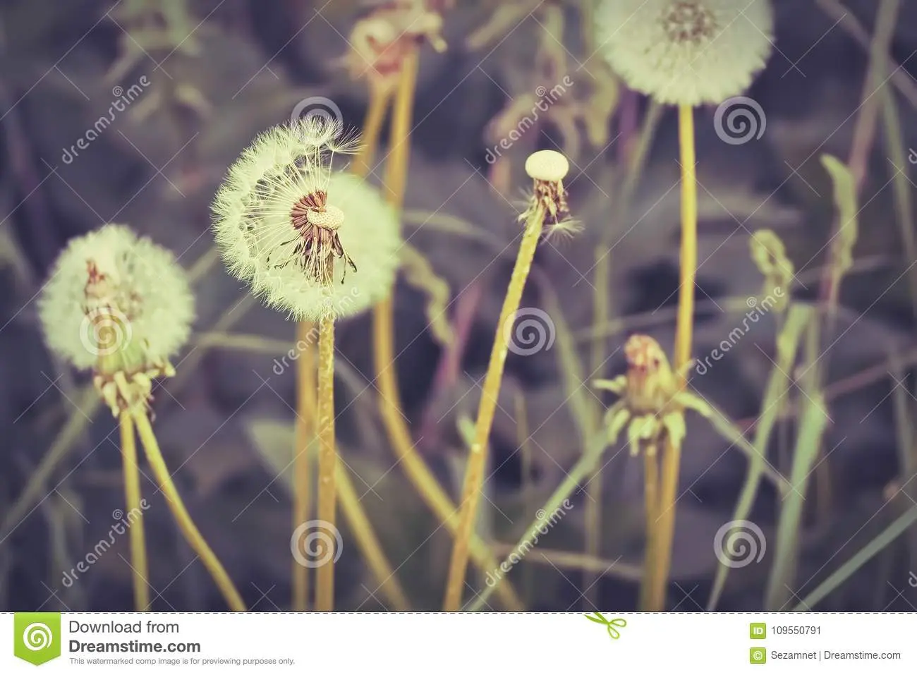 Dandelions will bloom soon, it&#8217;s time to make wine from them: my experience