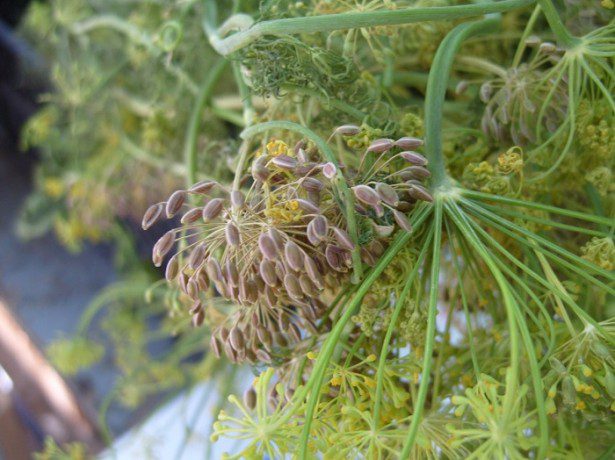 Dill &#8211; tincture of vodka on dill