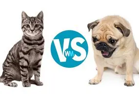 Dogs or cats: which one do you like?