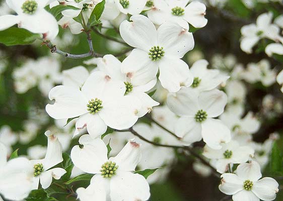 Dogwood moonshine