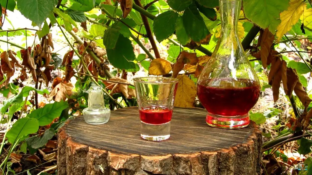 Dogwood tincture on vodka, alcohol and moonshine &#8211; 5 cool recipes