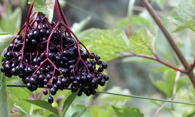 Drinking tincture of black elderberry on vodka (alcohol, moonshine)