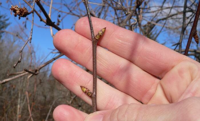 Drinking tincture on birch buds (brunka)