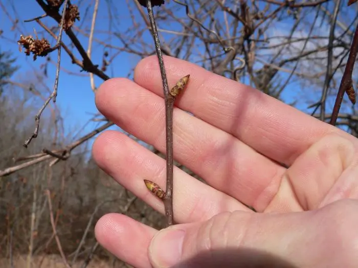 Drinking tincture on birch buds (brunka)