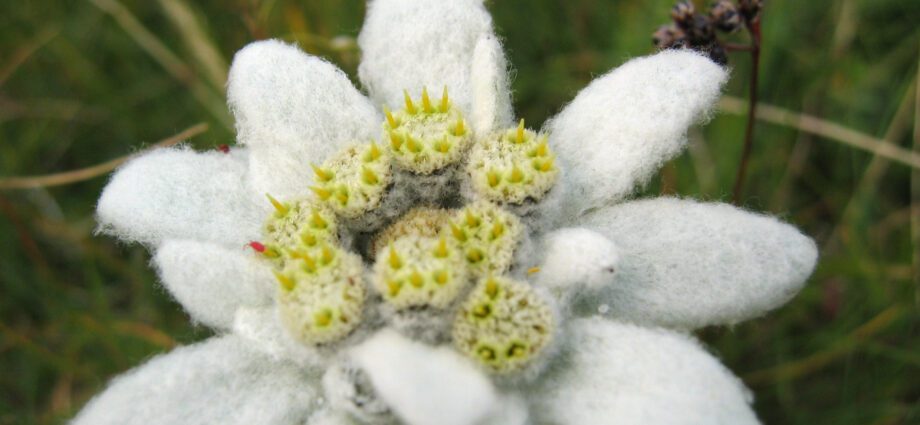 Edelweiss (&#8220;Edelweiss&#8221;)