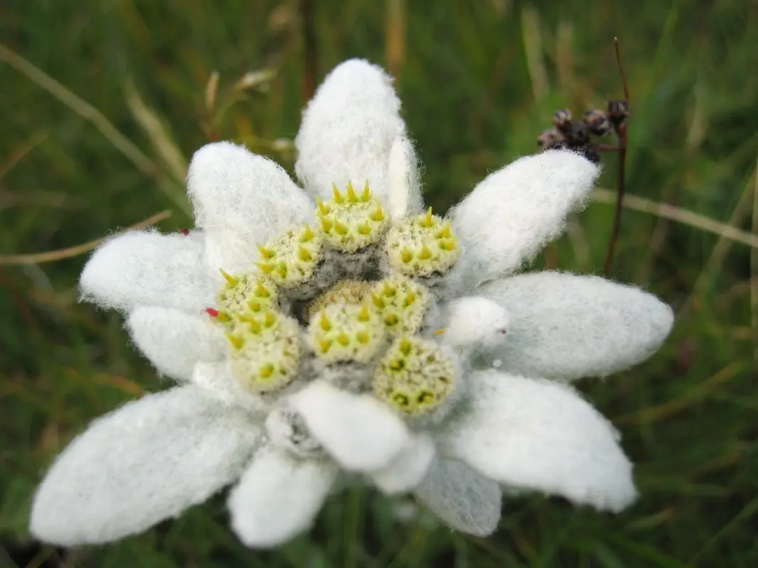 Edelweiss (&#8220;Edelweiss&#8221;)