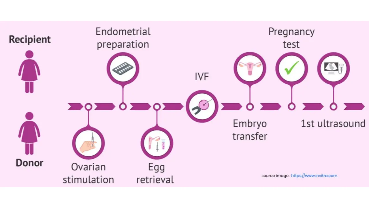 Egg donation: how does it work?