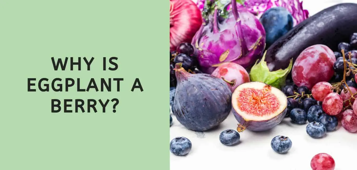 Eggplant: a berry forever