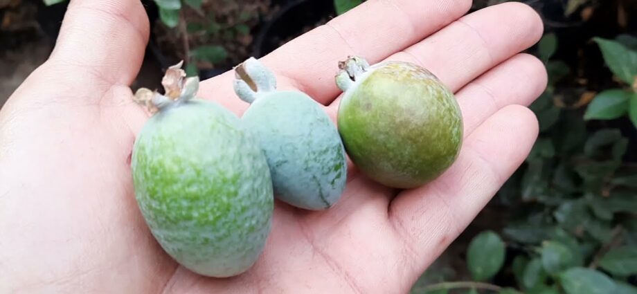 Exotic homemade feijoa liqueur