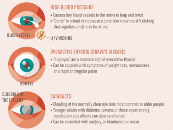 Eye contact: what the eyes tell