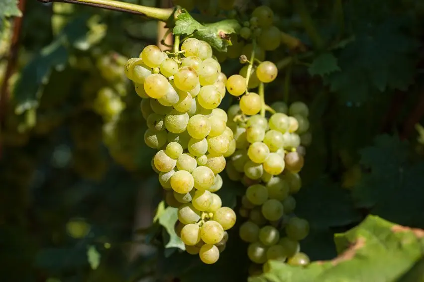 Features of champagne Moscato (Moscato)