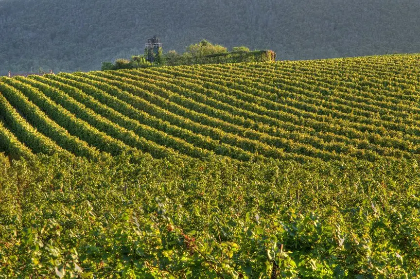 Franciacorta &#8211; the Italian answer to champagne